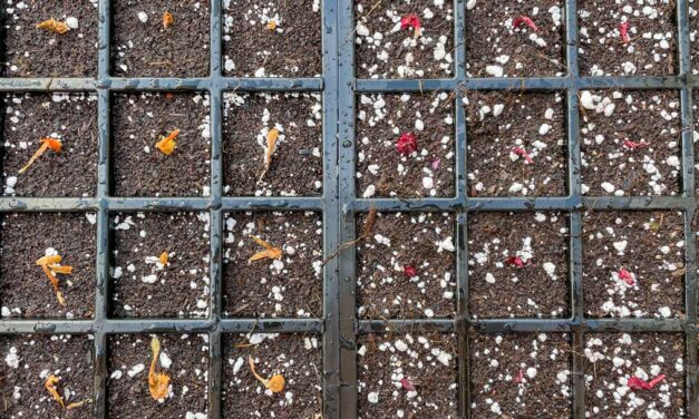 Planting Onion Sets in Seed Trays