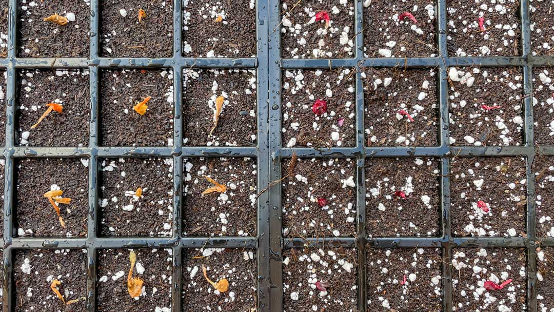 Planting Onion Sets in Seed Trays