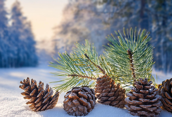 A serene winter scene featuring several pinecones nestled on a blanket of snow, accompanied by a sprig of green pine needles. The background showcases a frosty forest with snow-covered trees, softly blurred to enhance the tranquil atmosphere under the gentle glow of daylight