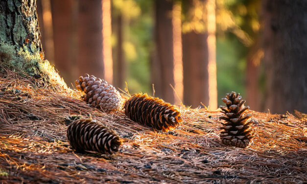 Pinecones in Winter: From Forest Floors to Holiday Décor