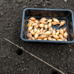 Planting Onion Sets Outside in Autumn