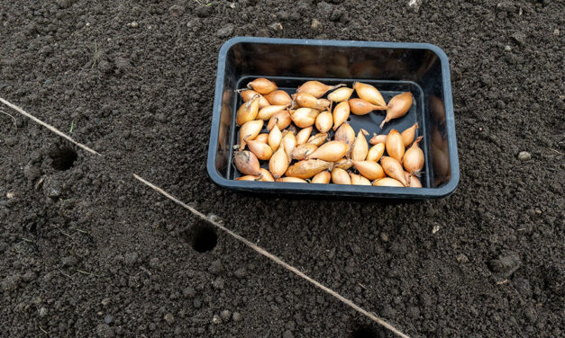 Planting Onion Sets Outside in Autumn