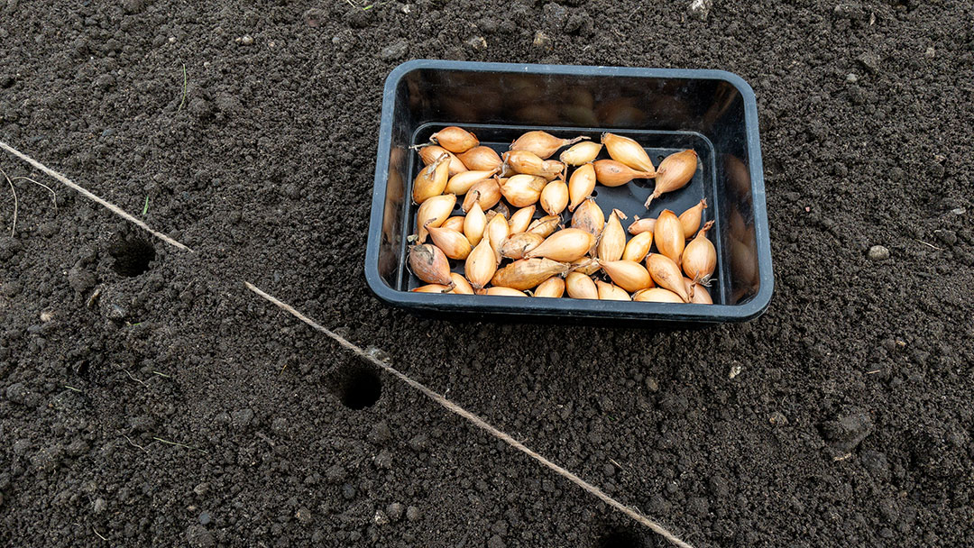 Planting Onion Sets Outside in Autumn