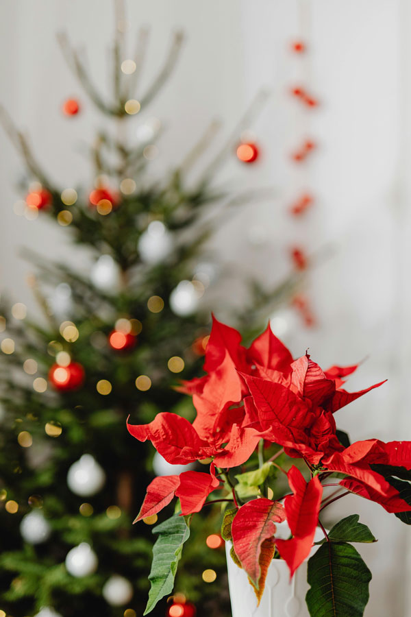 Poinsettia plant with a Christmas Tree in the background