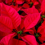 Why Are Poinsettias a Christmas Plant? A Seasonal Symbol