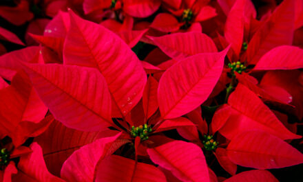 Why Are Poinsettias a Christmas Plant? A Seasonal Symbol