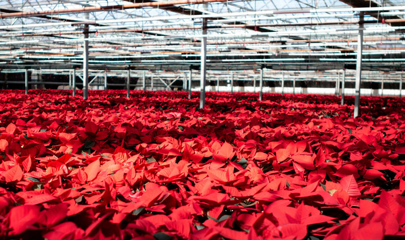 Poinsettia plants in a large greenhouse