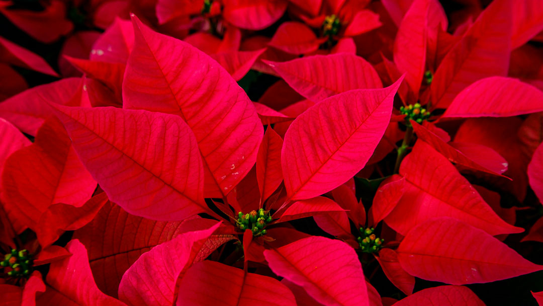 Why Are Poinsettias a Christmas Plant? A Seasonal Symbol