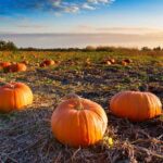 The History of Halloween Pumpkins: From Turnips to Jack-o’-Lanterns