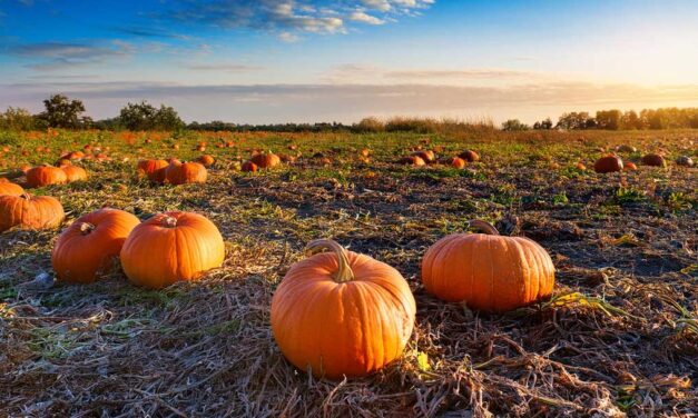 The History of Halloween Pumpkins: From Turnips to Jack-o’-Lanterns