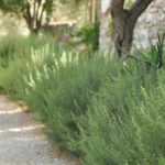 Rosemary: Aromatic Herb of Christmas Eve