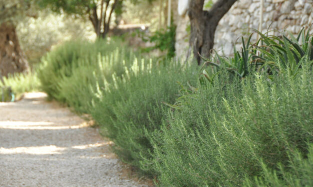 Rosemary: Aromatic Herb of Christmas Eve