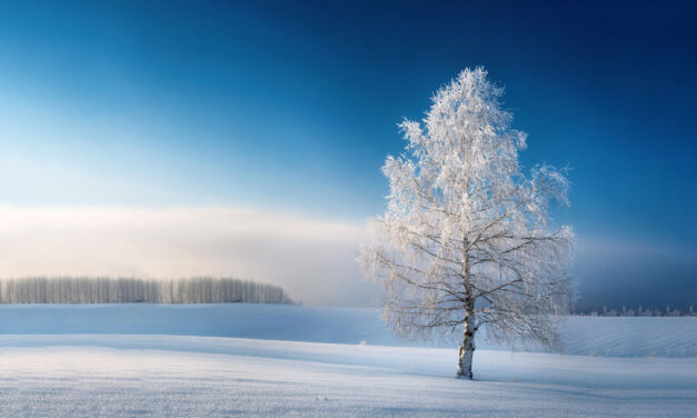 Silver Birch: From Yule Logs to Modern Traditions