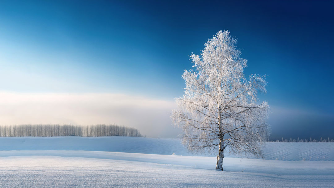 Silver Birch: From Yule Logs to Modern Traditions