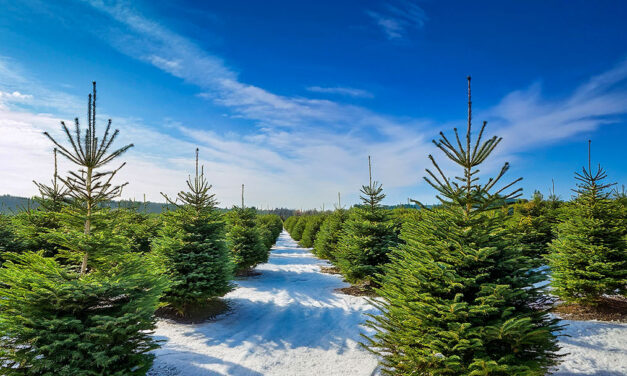 The History of Christmas Trees: From Sacred Evergreens to Festive Traditions