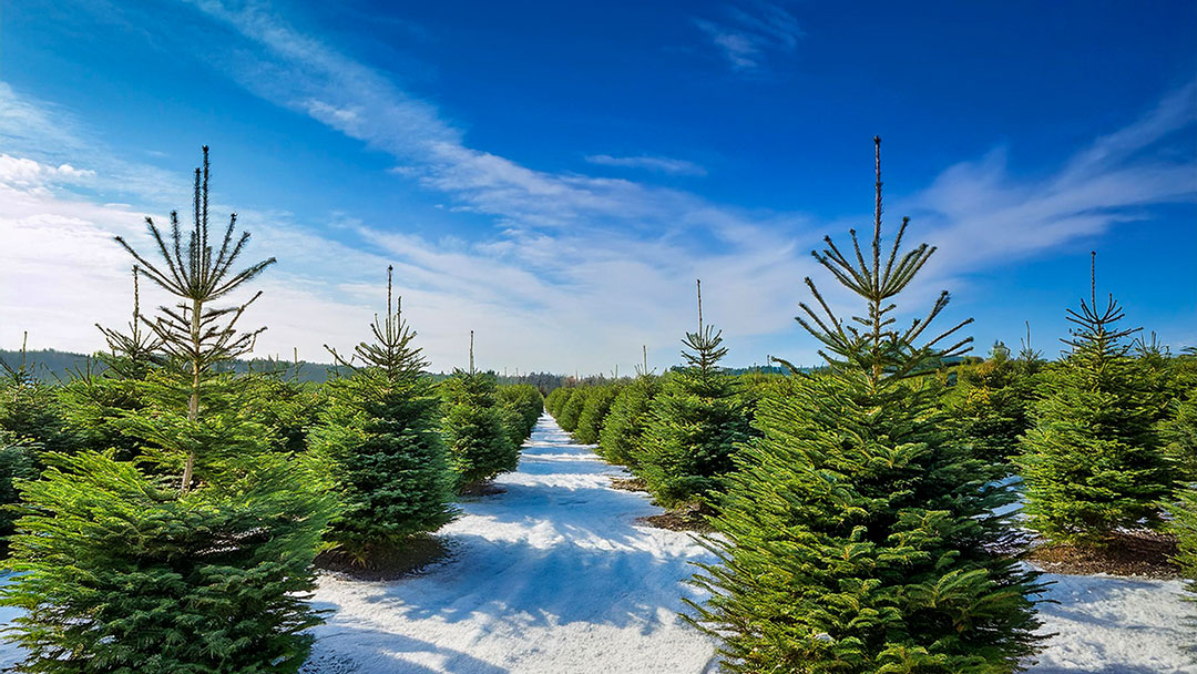 The History of Christmas Trees: From Sacred Evergreens to Festive Traditions