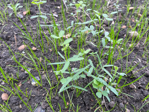 Vetch and Rye Green Manure