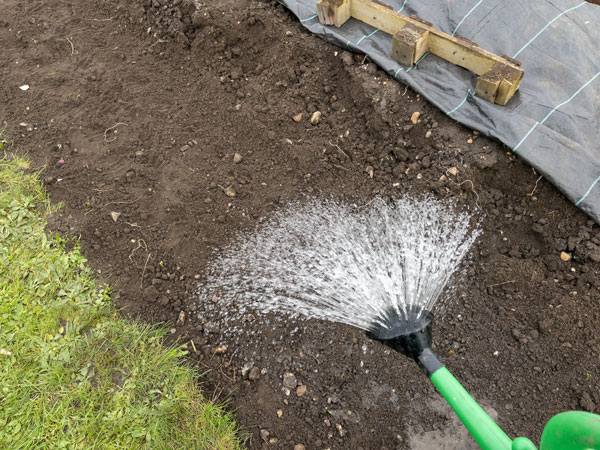 Watering in the Onion Sets