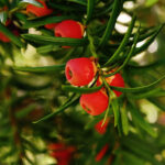 Yew and the Winter Solstice: A Tree of Eternity