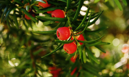 Yew and the Winter Solstice: A Tree of Eternity