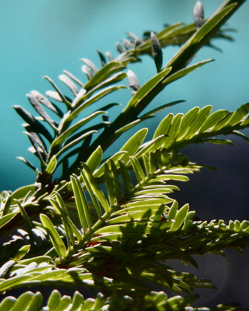 Close-up of Yew foliage