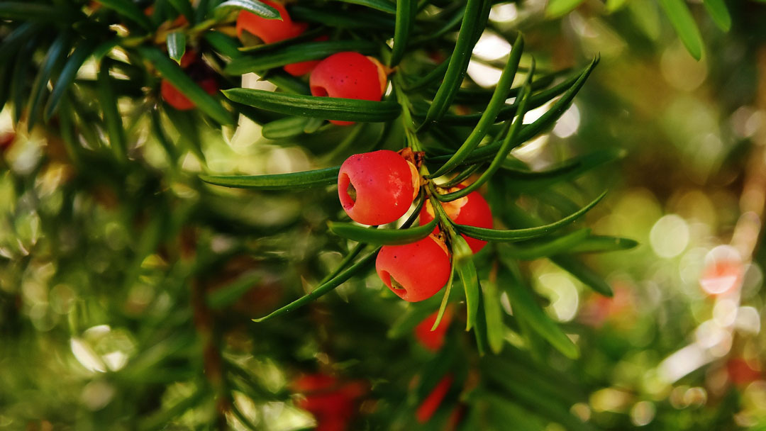 Yew and the Winter Solstice: A Tree of Eternity